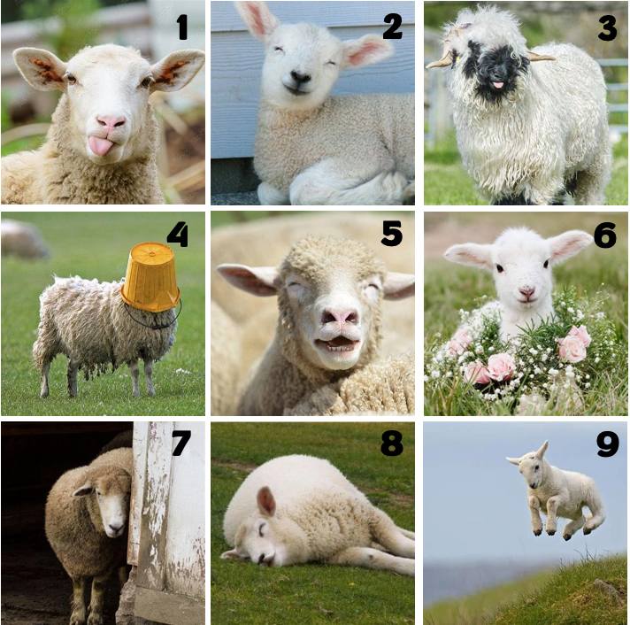 Neun Bilder von Schafen in verschiedenen humorvollen und entspannten Situationen. Einige Schafe haben besondere Gesichtsausdrücke oder Posen, etwa ein Schaf mit herausgestreckter Zunge und ein Lamm, das fröhlich in die Luft springt.