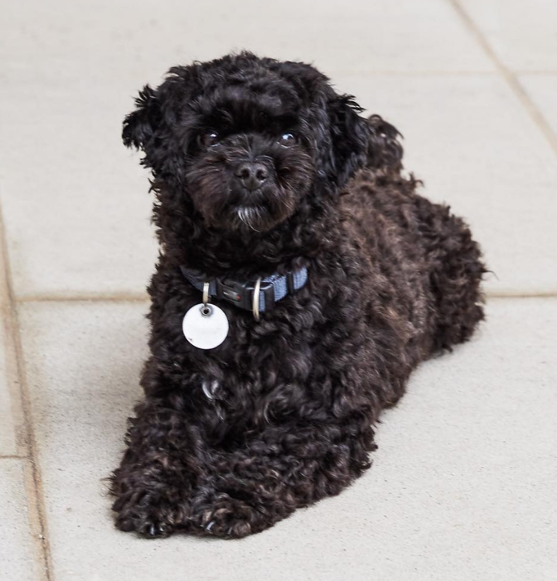 Ein kleiner, schwarz-gelockter Hund liegt auf hellen Fliesen. Er trägt ein blaues Halsband mit silbernem Anhänger. Sein Blick ist nach vorne gerichtet.