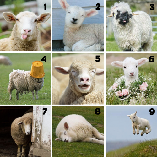 Neun Bilder von Schafen in verschiedenen humorvollen und entspannten Situationen. Einige Schafe haben besondere Gesichtsausdrücke oder Posen, etwa ein Schaf mit herausgestreckter Zunge und ein Lamm, das fröhlich in die Luft springt.